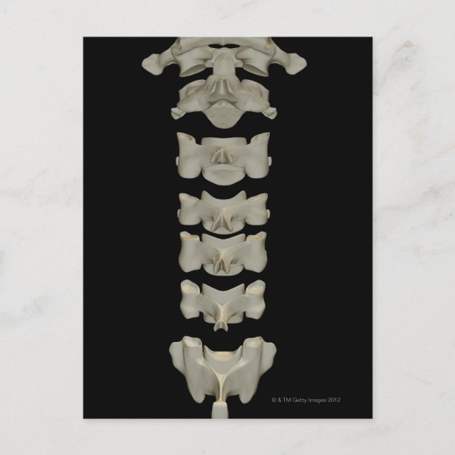 Cervical Vertebrae Postkarte (Vorderseite)