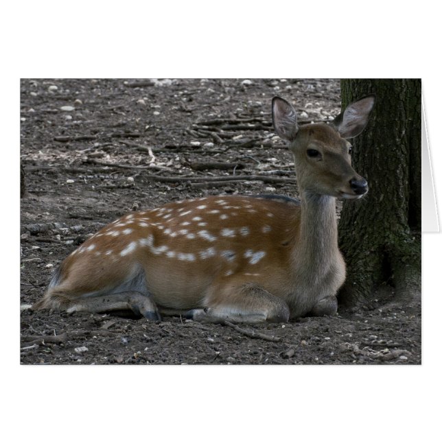 Cervus nippon (Vorderseite (Horizontal))