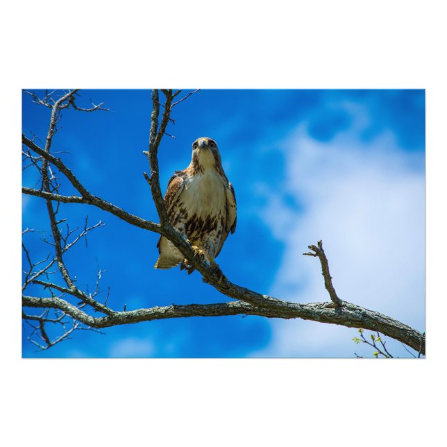 CES YEUX 36 X 24 Kodak Pro Photo (Devant)