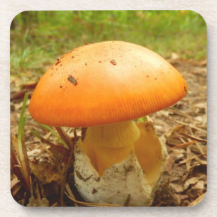 Césarée Amanita Champignons Dessous de verre en 