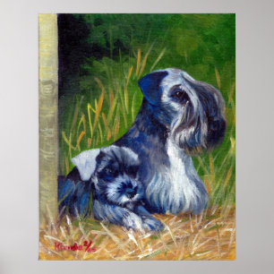 Cesky Terrier Dog Portrait Poster
