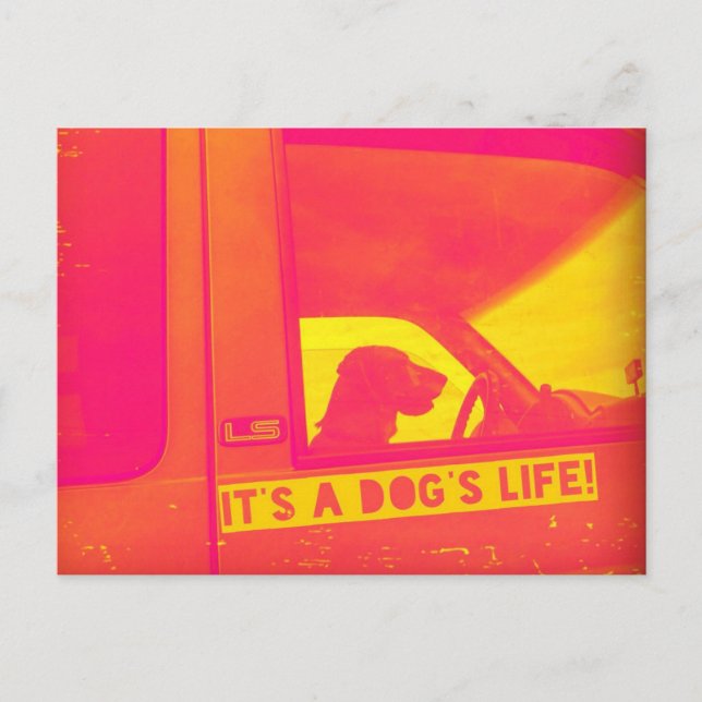 C'est la carte postale de A Dog's Life (Devant)