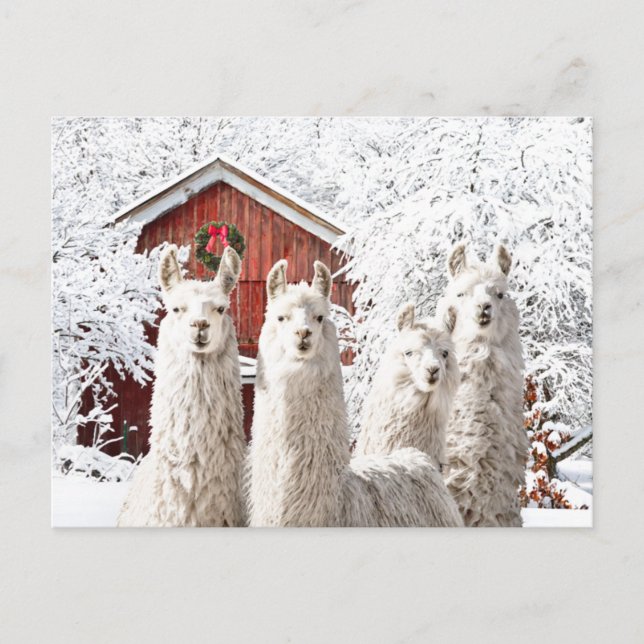 "C'est Noël !" Carte postale (Devant)