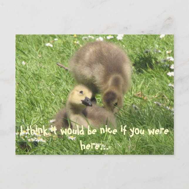 C'est sympa si vous étiez ici... carte postale (Devant)