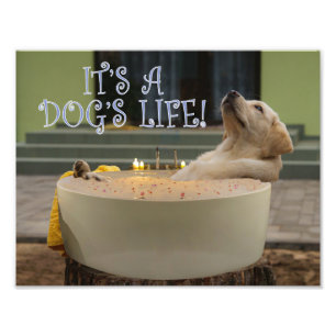 C'est une photo de la vie d'un chien