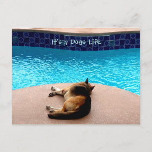 C'est une vie de chien ~ Carte postale / Invitatio
