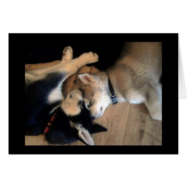 C'est une vie de chiens (Devant Horizontal)