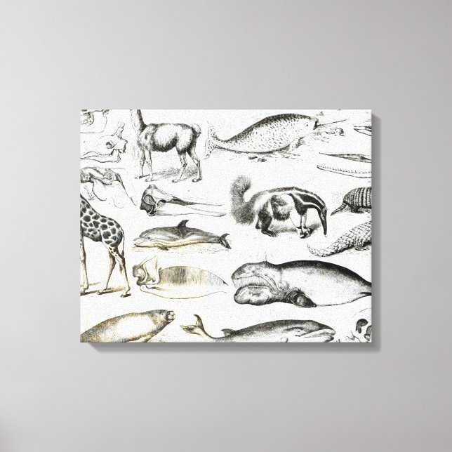 Cetacea Edentata Leinwanddruck (Vorderseite)