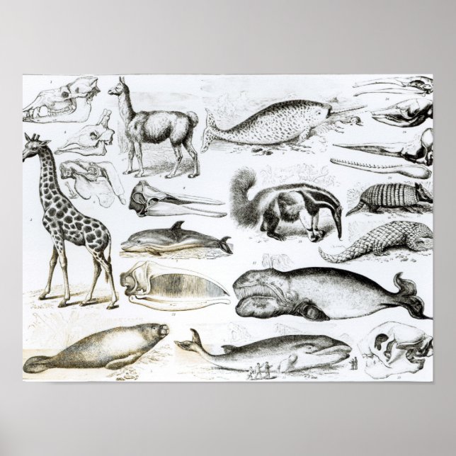 Cetacea Edentata Poster (Vorne)