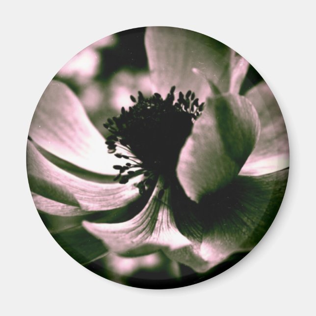 C'était une belle journée.Anemone Magnet (Devant)