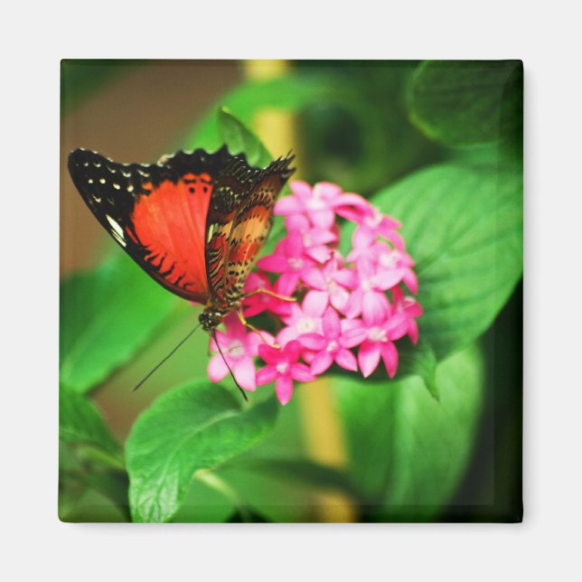 Cethosia biblis Magnet (Devant)