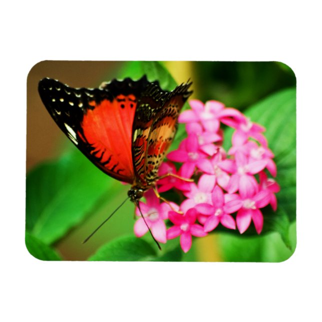 Cethosia biblis Premium Magnet (Horizontal)