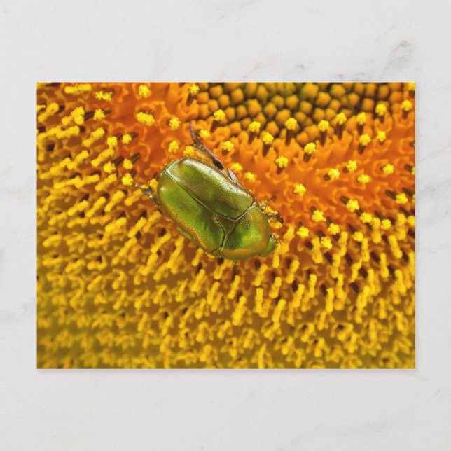 Cetonia aurata postkarte (Vorderseite)