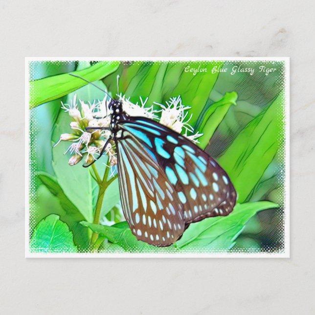 Ceylon Blue Glassy Tiger Postkarte (Vorderseite)