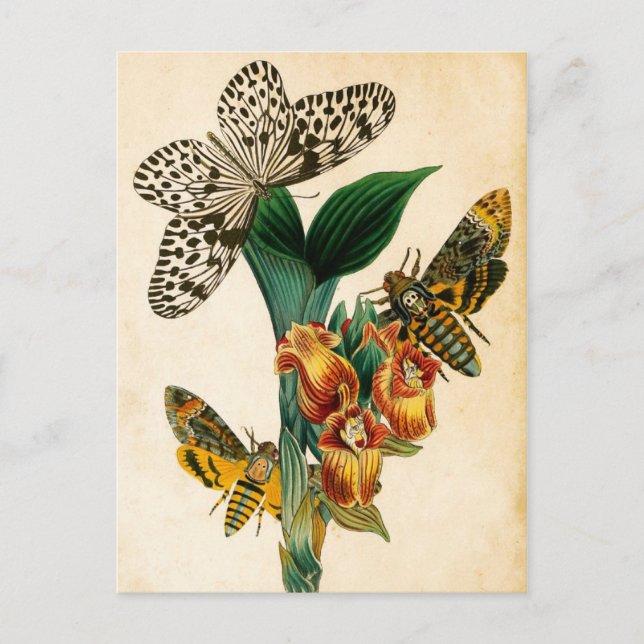 Ceylon Tree Nymph Butterfly & Acherontia Moths Postkarte (Vorderseite)