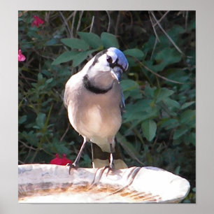 CF lustiges blaues Jay-Plakat Poster