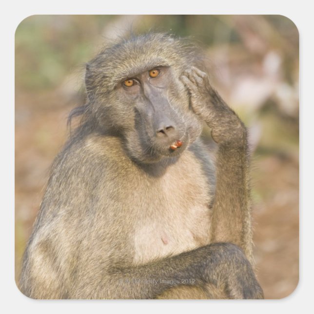 Chacma Baboon (Papio ursinus) kratzt sich Quadratischer Aufkleber (Vorderseite)