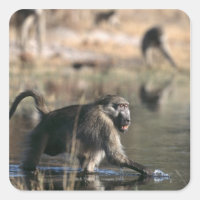 Chacma Baboons (Papio ursinus) durch