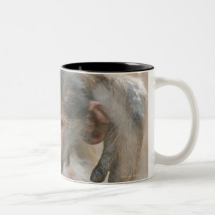 Chacma Pavian, Papio ursinus mit Jungen, Kruger Zweifarbige Tasse