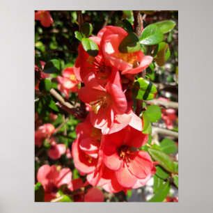Chaenomeles japonica, Zierquitte Poster