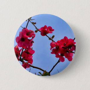 Chaenomeles speciosa Abzeichen Button