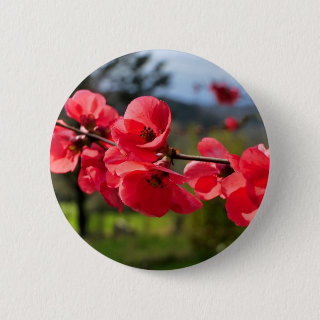 Chaenomeles speciosa Abzeichen Button (Vorderseite)