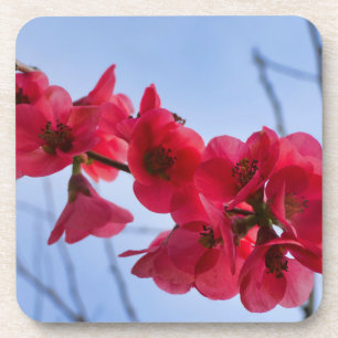 Chaenomeles speciosa getränkeuntersetzer