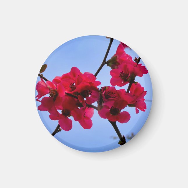 Chaenomeles speciosa magnet (Vorne)