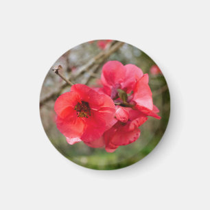 Chaenomeles speciosa magnet