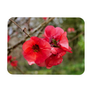 Chaenomeles speciosa magnet