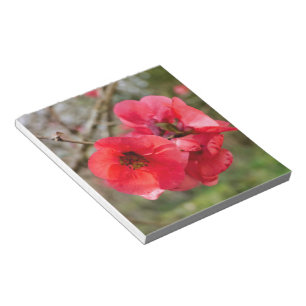 Chaenomeles speciosa notizblock