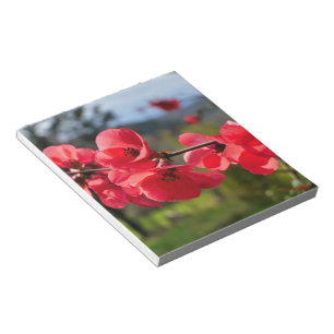 Chaenomeles speciosa notizblock