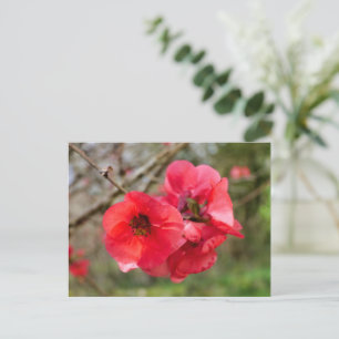 Chaenomeles speciosa postkarte