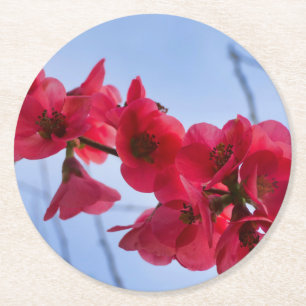 Chaenomeles speciosa runder pappuntersetzer