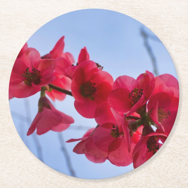 Chaenomeles speciosa runder pappuntersetzer (Vorderseite)