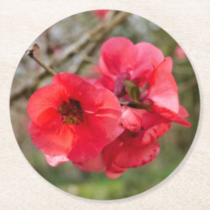 Chaenomeles speciosa runder pappuntersetzer