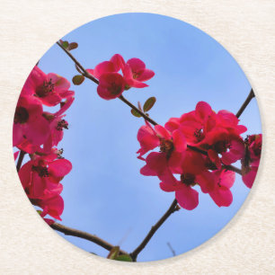 Chaenomeles speciosa runder pappuntersetzer