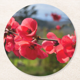 Chaenomeles speciosa runder pappuntersetzer