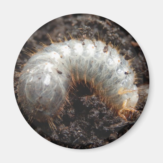Chafer Larva Magnet (Vorne)