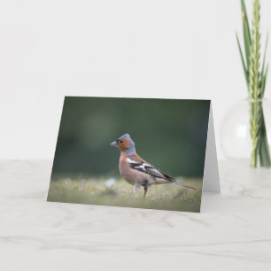 Chaffinch Bird Nature Foto Karte