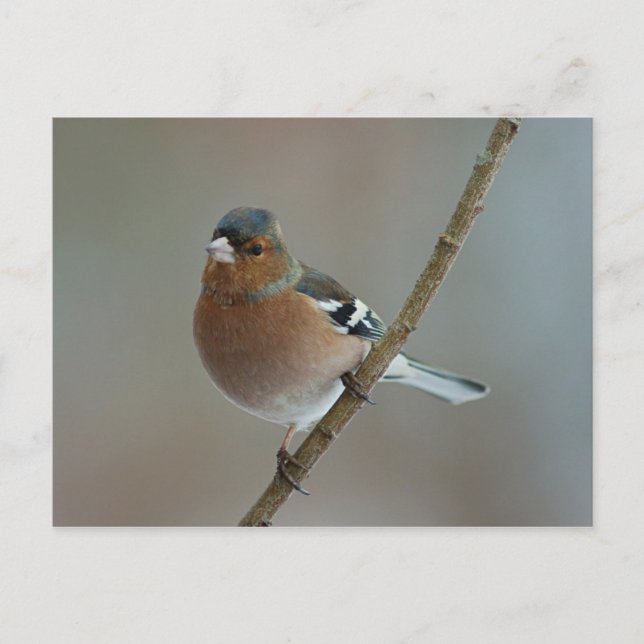 Chaffinch - carte postale (Devant)