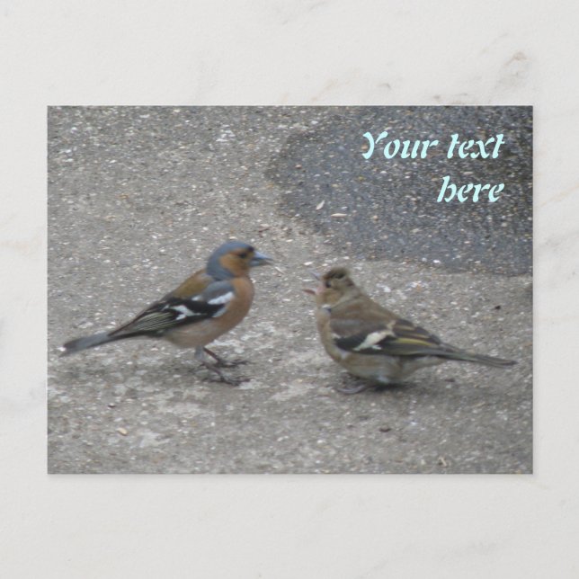 Chaffinch Fütterte Me Custom Postcard Postkarte (Vorderseite)