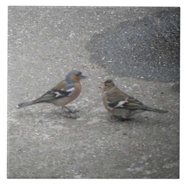 Chaffinch Füttre mich Tile Fliese (Vorderseite)
