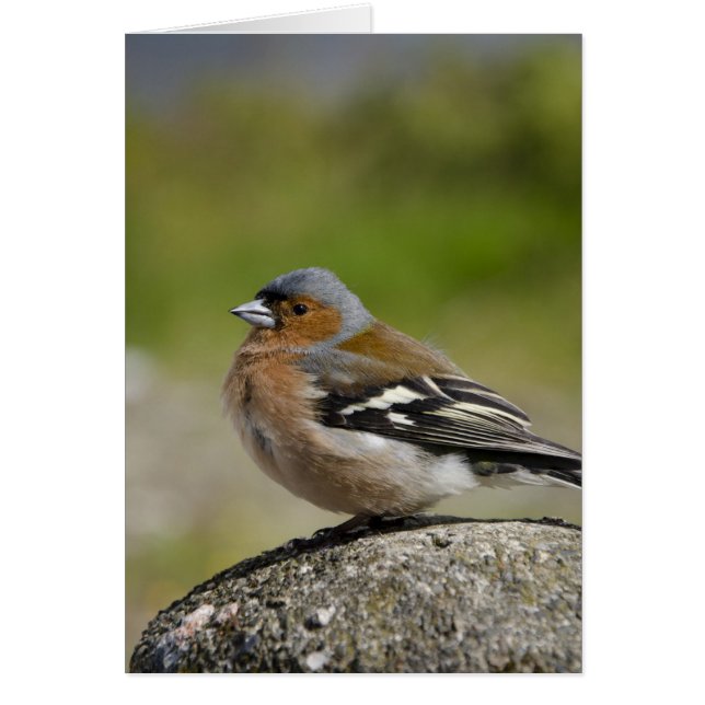  Chaffinch masculin (WILD: Fringilla coelebs) (Devant)