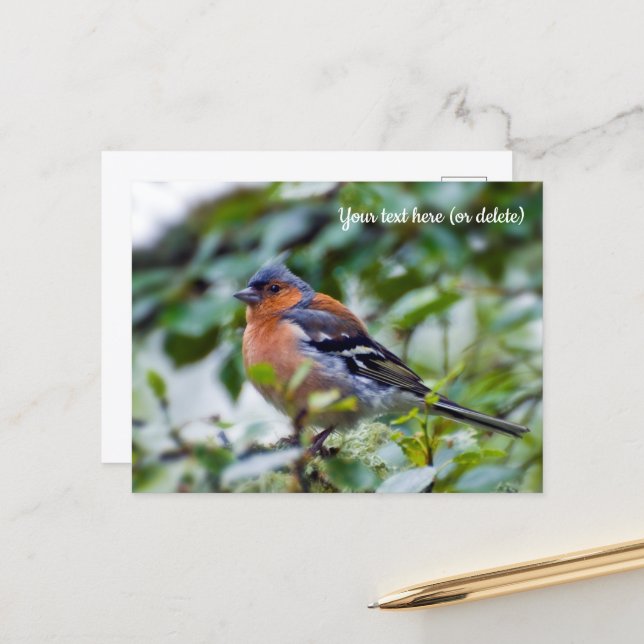 Chaffinch Postcard Postkarte (Vorderseite/Rückseite Beispiel)