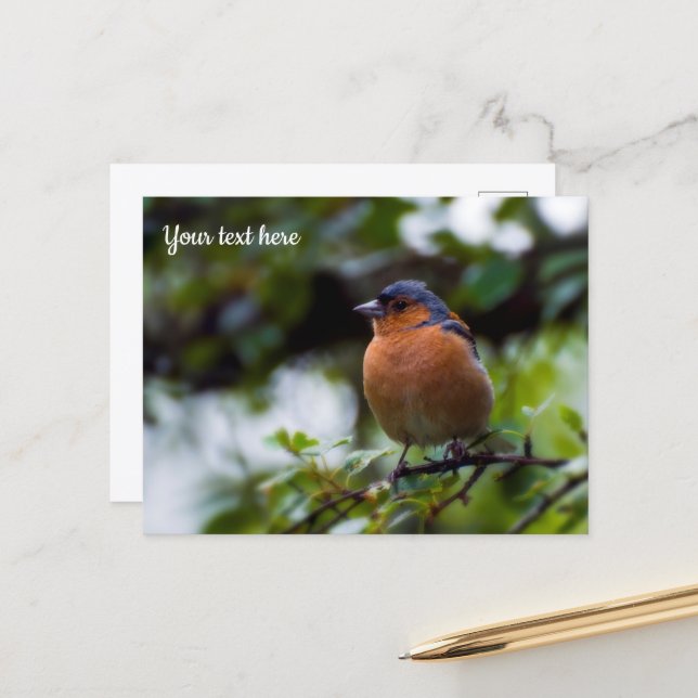 Chaffinch Postcard Postkarte (Vorderseite/Rückseite Beispiel)