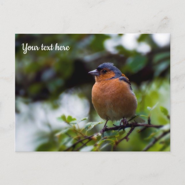 Chaffinch Postcard Postkarte (Vorderseite)