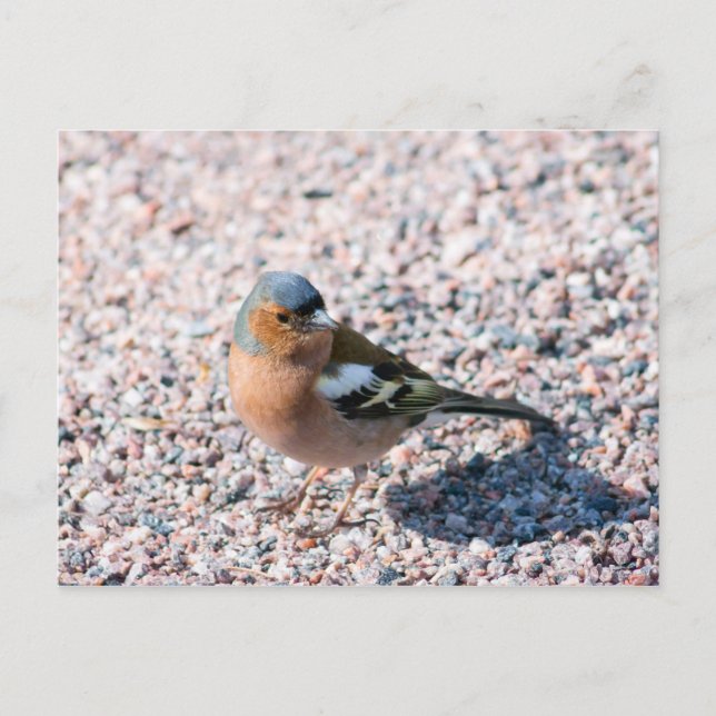 Chaffinch Postkarte (Vorderseite)