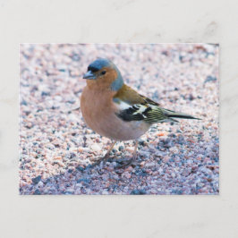 Chaffinch Postkarte