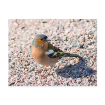 Chaffinch